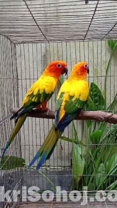 Sun conure breeding pair with paper